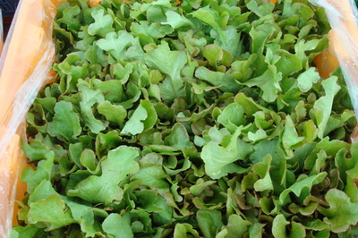 antares oakleaf lettuce