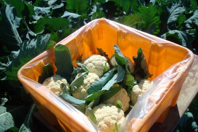 cauliflower