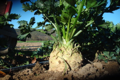 celeriac
