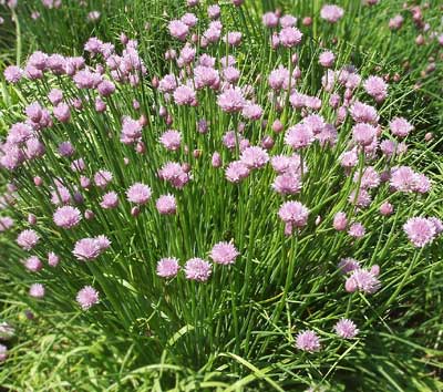chives