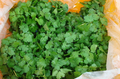 Cilantro