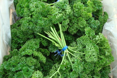 curly parsley