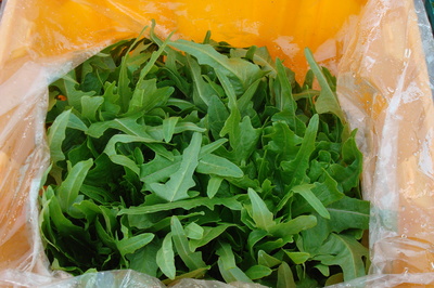 Italienischer Oakleaf Lettuce