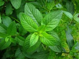 mint