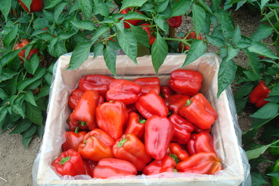 red peppers