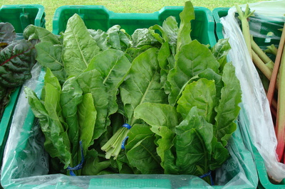 perpetual spinach chard