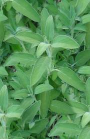 sage