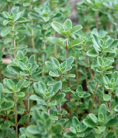 thyme