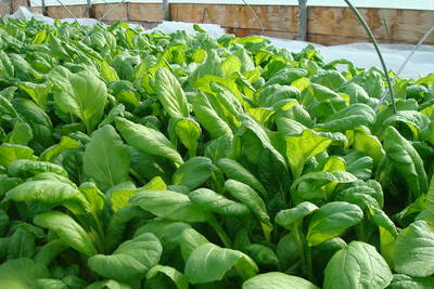 Vitamin Green